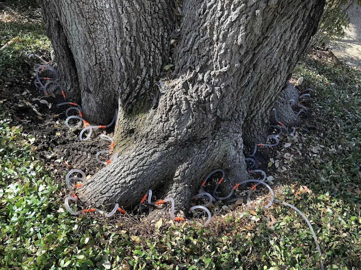 Detailed Tree Cabling and Bracing job site in Naperville