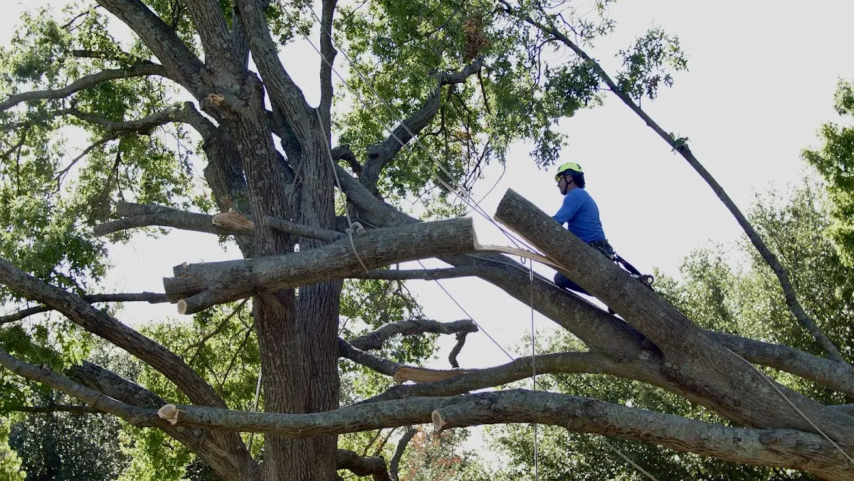Professional Crown Thinning performed by certified arborists in Naperville