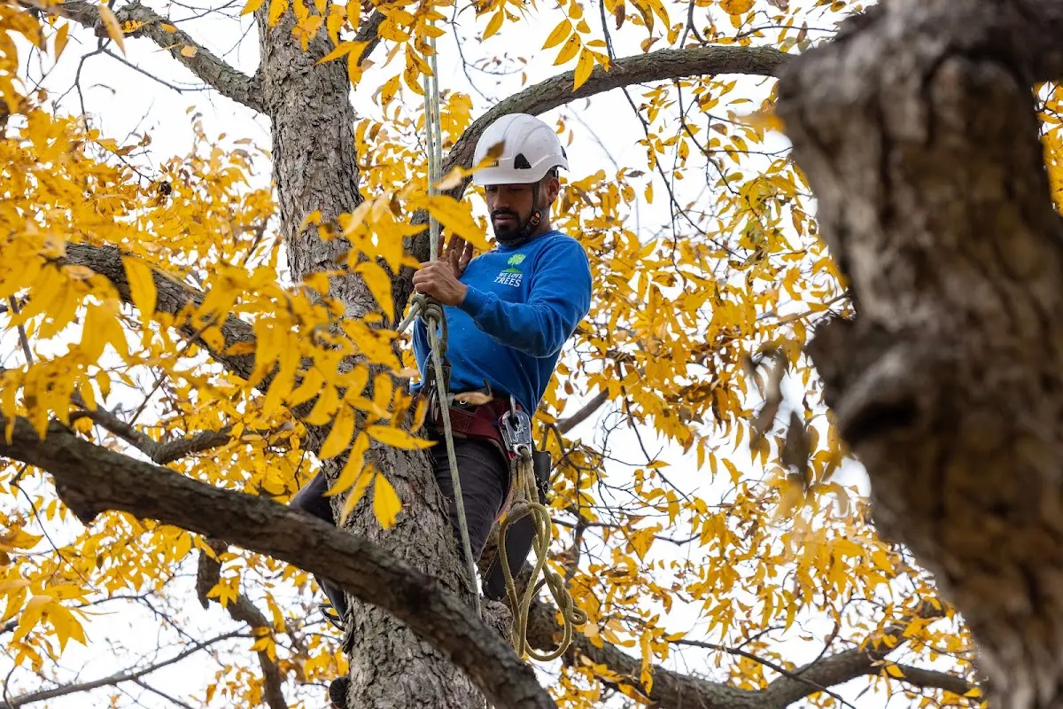 Skilled Tree Pruning crew working in Naperville